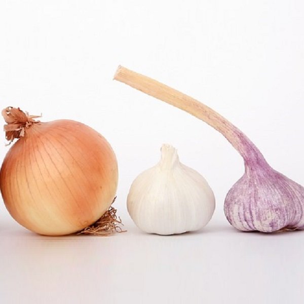 Garlic and onions should not be fed to a dog