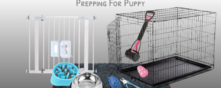 Prepping for puppy