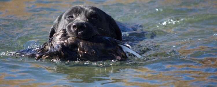 A black Labrador retrieving a duck in a lake