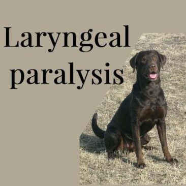 Laryngeal paralyis happens when the entrance to the windpipe can't open or close fully.