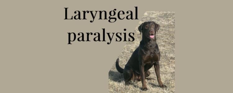Laryngeal paralyis happens when the entrance to the windpipe can't open or close fully.