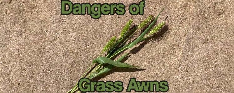 Header image for a post about the dangers of grass awns