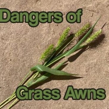 Header image for a post about the dangers of grass awns