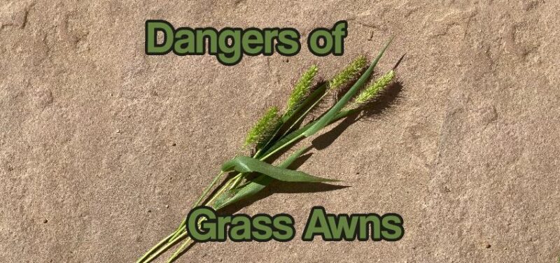 Beware the dangers of grass awns | Justamere Ranch