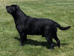 Dual-purpose Labrador