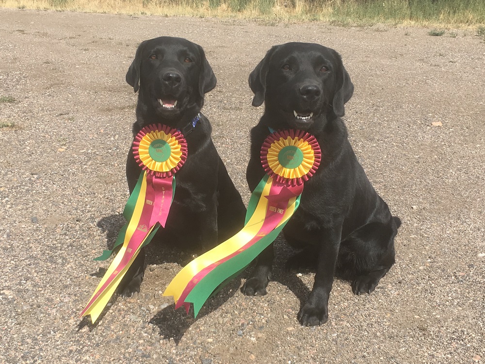 Two pretty Labs with the ribbons they won in a hunt test