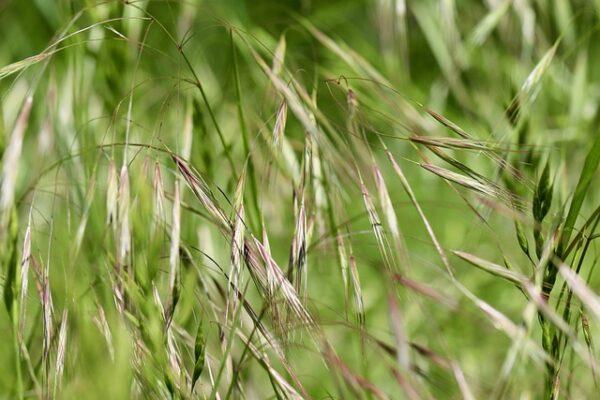 A clump of grass awns