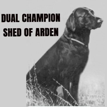 3x National Field Champion, Canadian Field Champion and American Dual Champion Shed of Arden