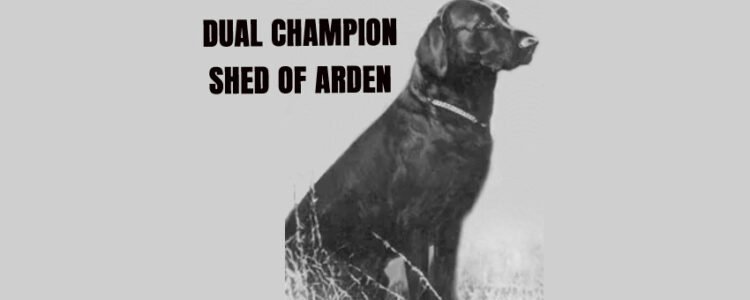 3x National Field Champion, Canadian Field Champion and American Dual Champion Shed of Arden