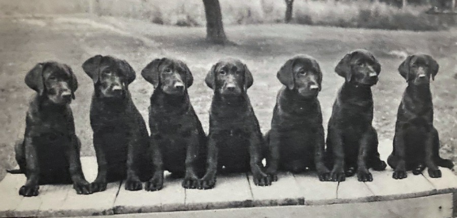 Black Lab puppies, including Dual Champion Shed of Arden