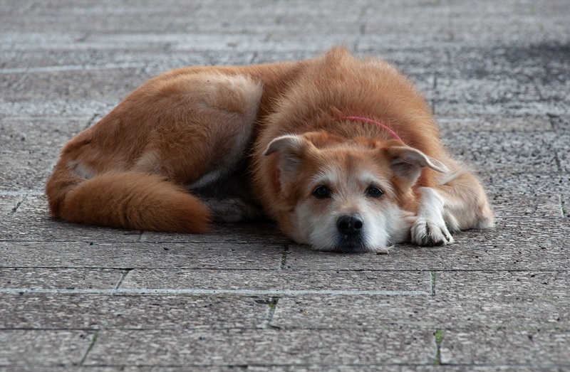 Red dog laying on concrete