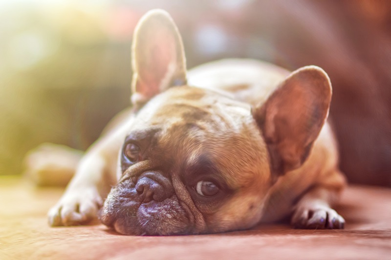 French Bulldog with big ears and cute face