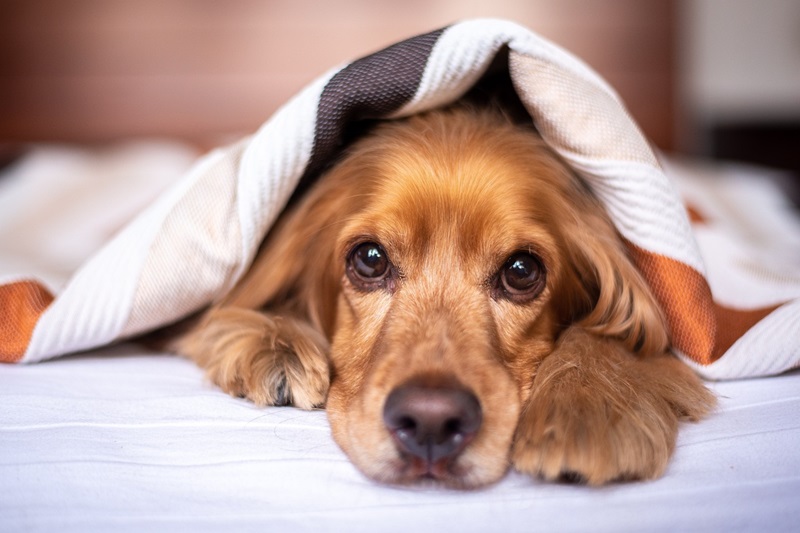 English Cocker Spaniel peeking out from under a blanket