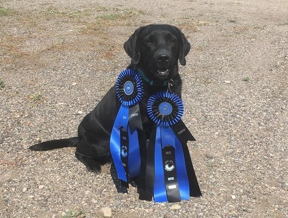 Black Lab with ribbons from retriever hunt test