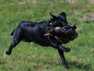 Black Labrador racing back with the duck she retrieved