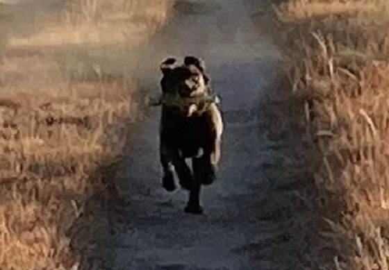 Chocolate Lab running back with her bumper