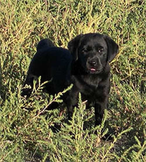 Black Labrador puppy standing in a field of green