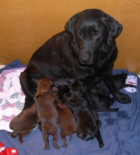 Lab nursing her black and chocolate puppies