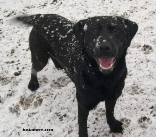 Black Lab standing in the snow