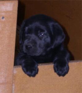 Lab puppy looking out of the whelping box