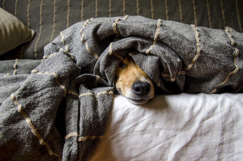 Brown dog hiding under a blanket