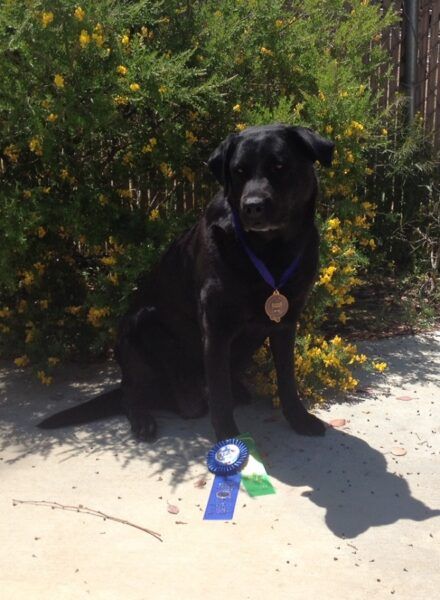 Black Lab wtih her prizes for winning first place in Rally Excellent competition.
