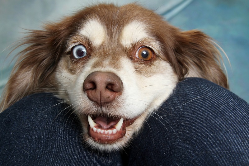 Scared looking brown and white dog