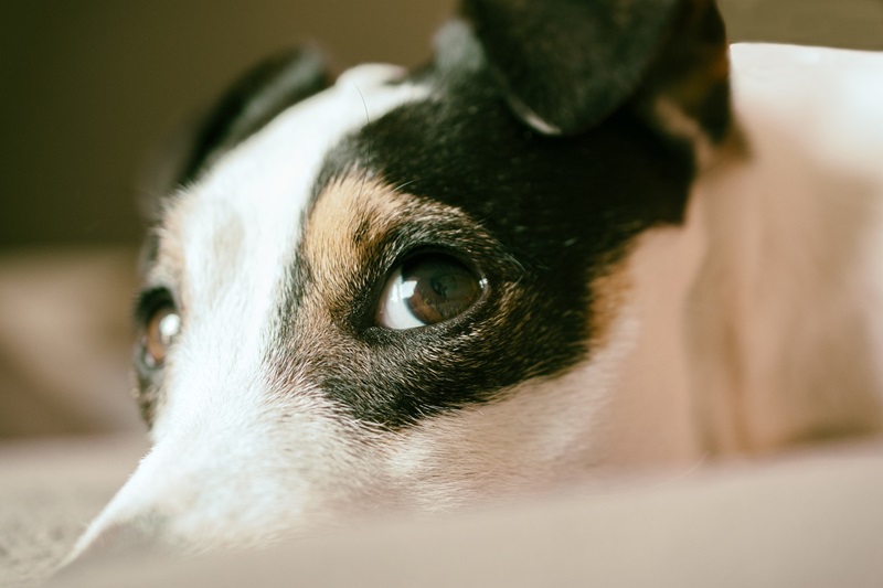 Ears laid back and wide eyes are signs of stress