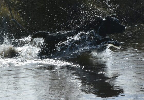 Black Lab leaping into water to retrieve a duck