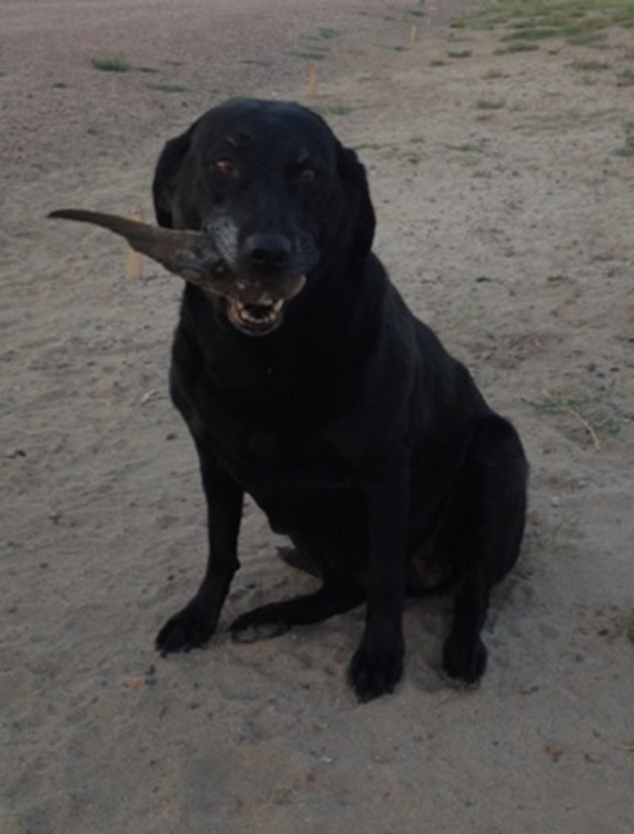 Arwen, a black Lab, with one of the doves she retrieved.