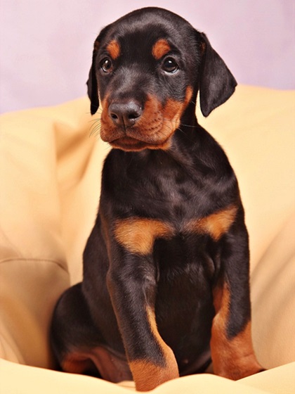 Black and tan colored puppy