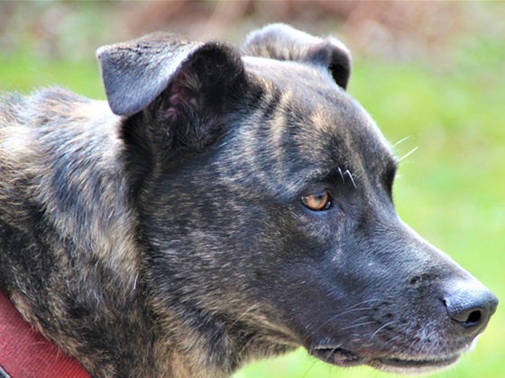 A dog with brindle coloring