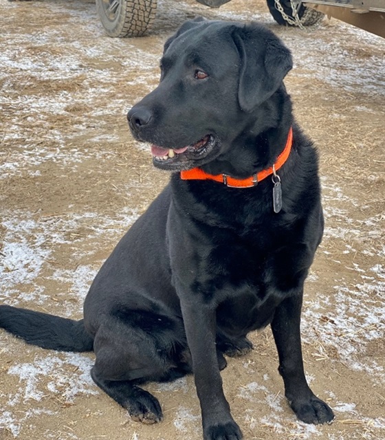 Black Lab sits and waits for the command to fetch