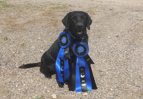 Black Labrador sitting with the rosettes she won running hunt tests