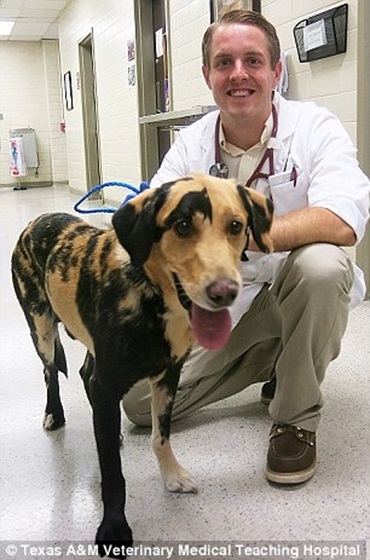 This black and yellow dog is likely a chimera. This happens when two embryos fuse together.