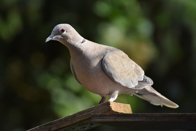 Eurasian dove with the black line on the back of its neck.