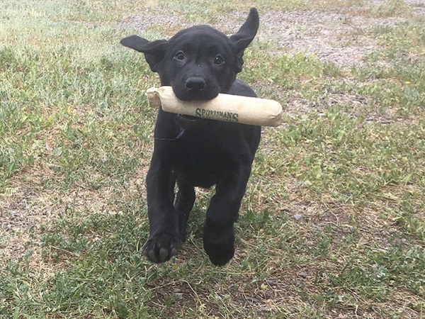 8 week old black Labrador puppy retrieving a bumper