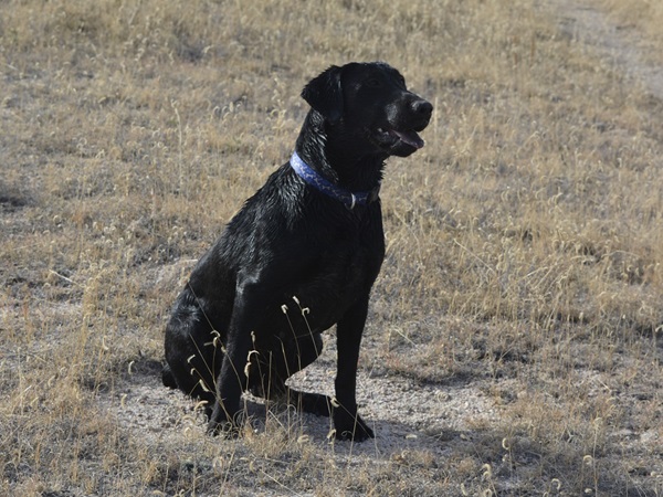 Black Lab sitting in a field waiting for the next command