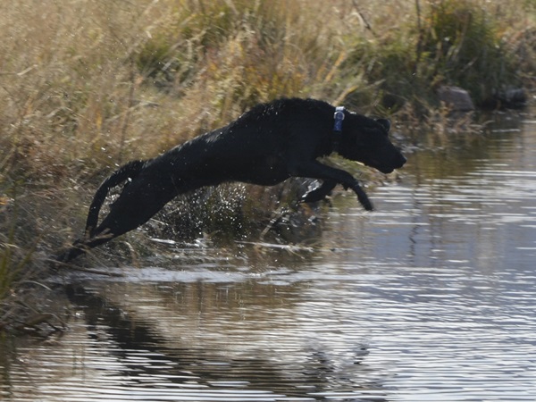 Black Labrador leaping into a lake to retrieve