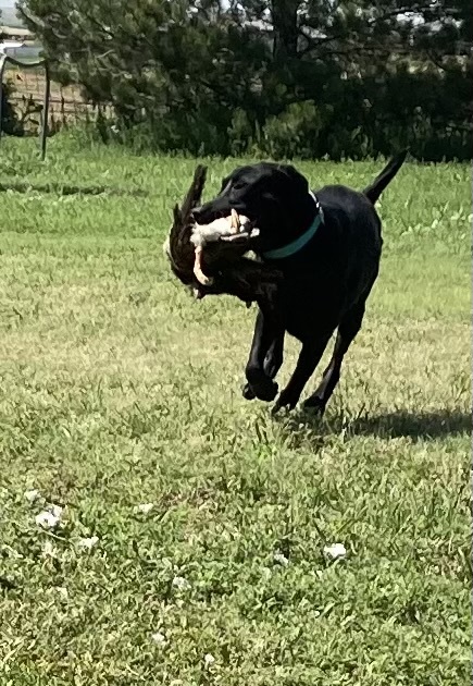 Labrador Retriever bring in a duck while watching for the next bird to retrieve