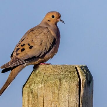 Mourning dove on a fencepost