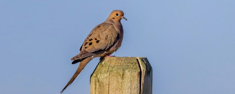 Mourning dove on a fencepost