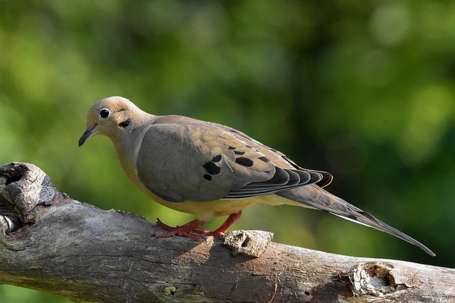 Mourning dove standing on a stree branch