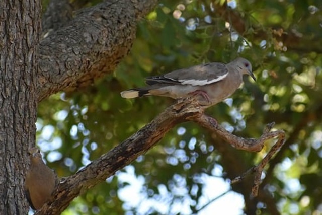 White-wing dove almost hidden in the tree branches