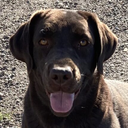 Goose - a chocolate Labrador Retriever