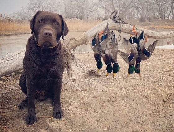 Chocolate Lab sitting proudly with the wild Mallard ducks he retrieved