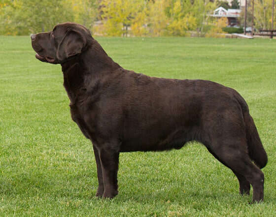 Chocolate Lab Grand Champion Simerdowns Spin Doctor