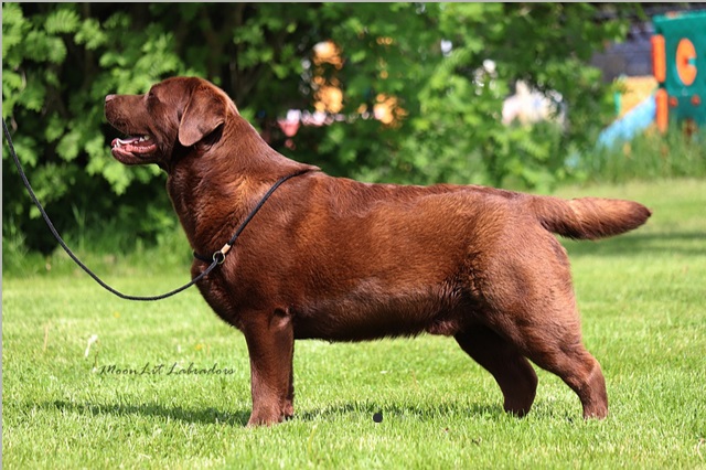 Young chocolate Lab standing in a show pose