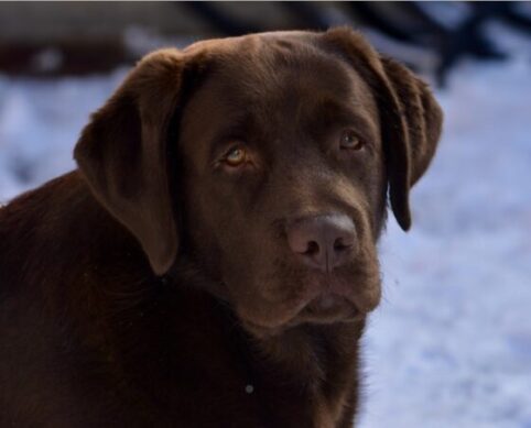 Head study of a chocolate Labrador Retriever