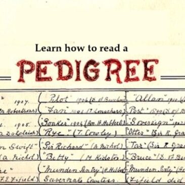 Learn how to read a dog's pedigree